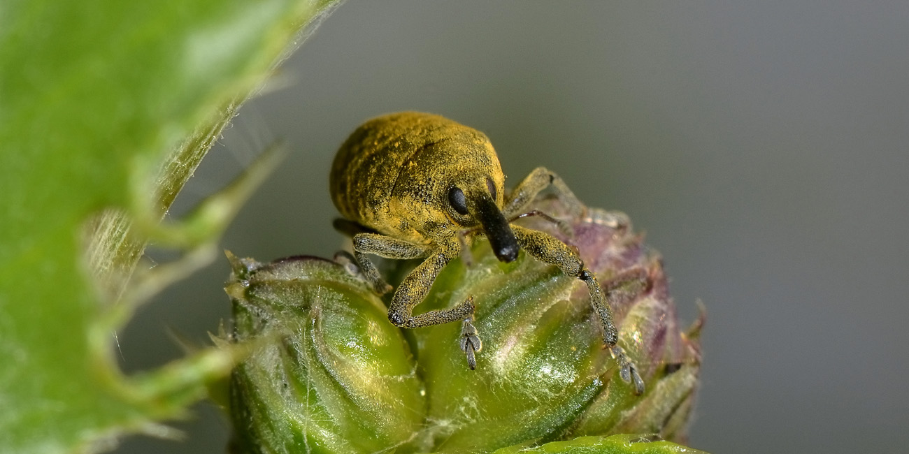 Curculionidae:  Larinus cynarae?  No,  Larinus carlinae